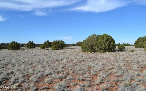 a view of a dry yard with trees in the background