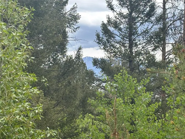 a view of a tree in a yard