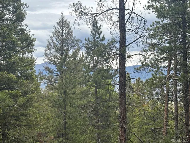 a close up of a tree