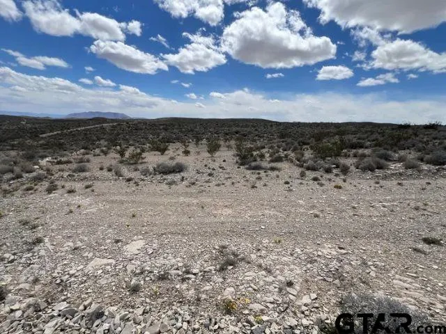 a view of a dry yard with lots of trees