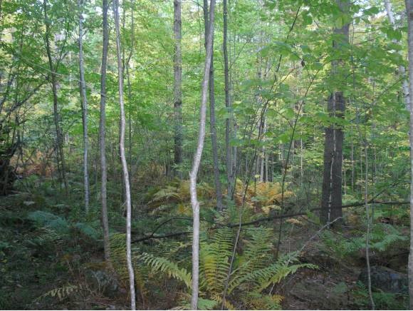 0 Upper Mad River Road, Unit 7 Thornton, NH 03285 - Photo 3 of 6