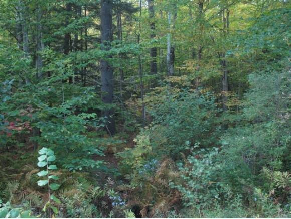 0 Upper Mad River Road, Unit 7 Thornton, NH 03285 - Photo 4 of 6