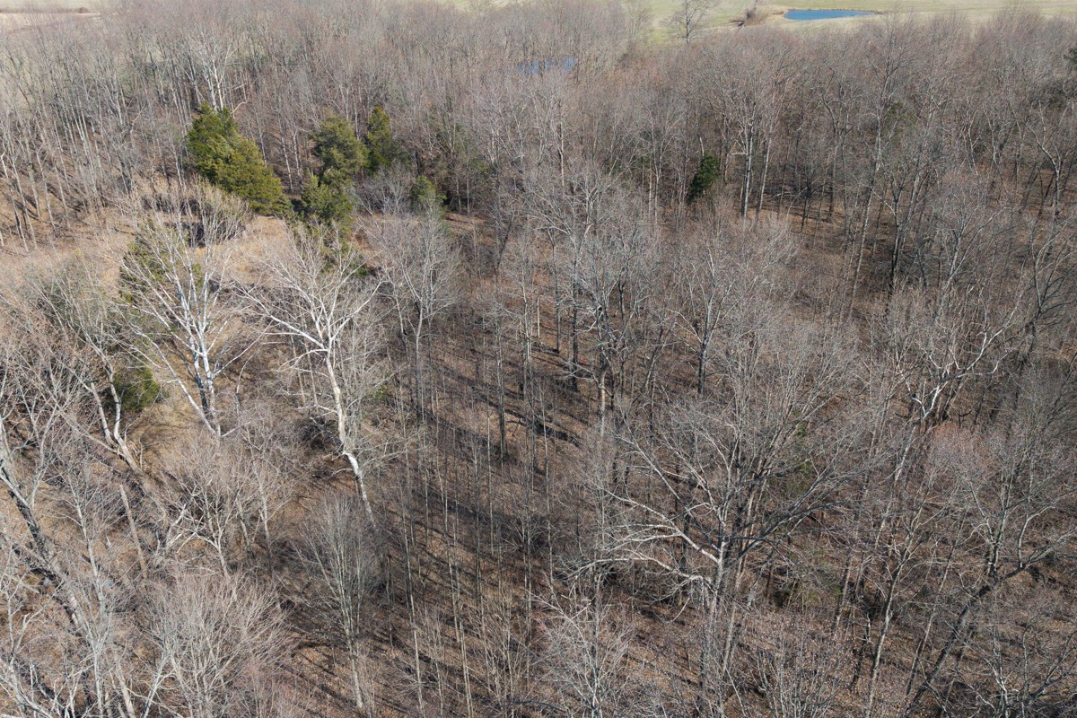 782 B New Deal Potts Road Cottontown, TN 37048 - Photo 18 of 21 a view of a dry yard