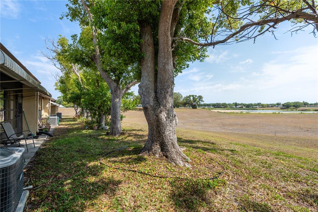 11241 Dollar Lake Drive, Unit 5 Port Richey, FL 34668 - Photo 29 of 49 a large tree in the middle of a yard