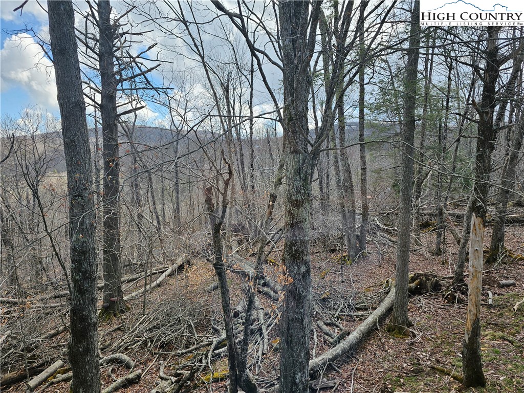 109 Foxgrape Hollow Road Beech Mountain, NC 28604 - Photo 44 of 50 a view of a forest with lots of trees