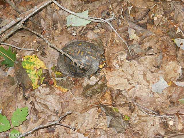 0 Gardner Road Reidsville, NC 27320 - Photo 6 of 7 Other. Lots of wildlife!