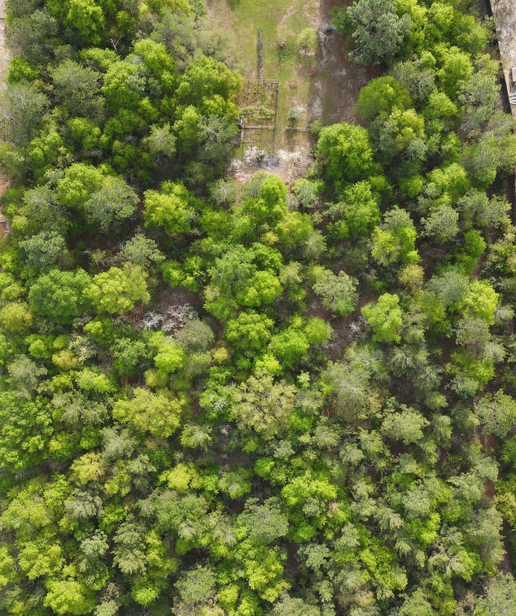 3939 Painter Branch Road Crestview, FL 32539 - Photo 33 of 35 a view of a big yard