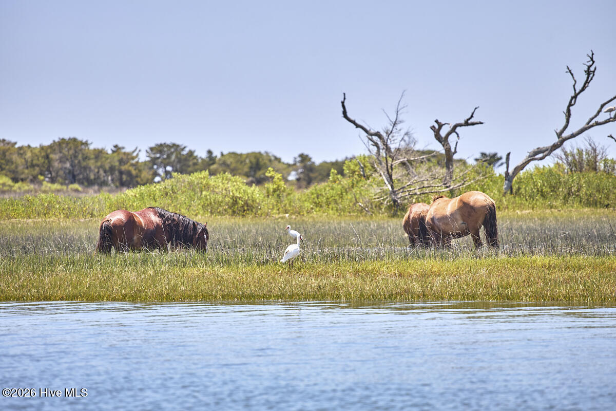125 Front Street Beaufort, NC 28516 - Photo 49 of 60 Carrot Island Wild Ponies on Taylor's Creek
