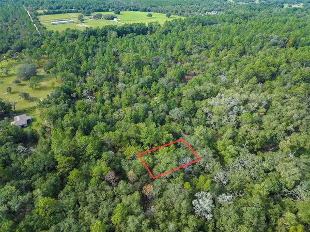 a view of a lush green forest with a lush green forest