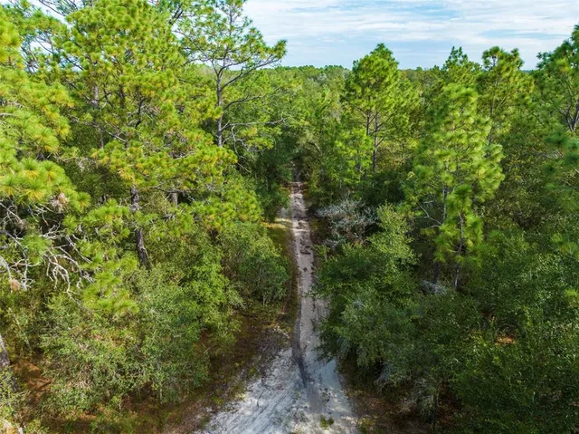 a view of a forest with a tree