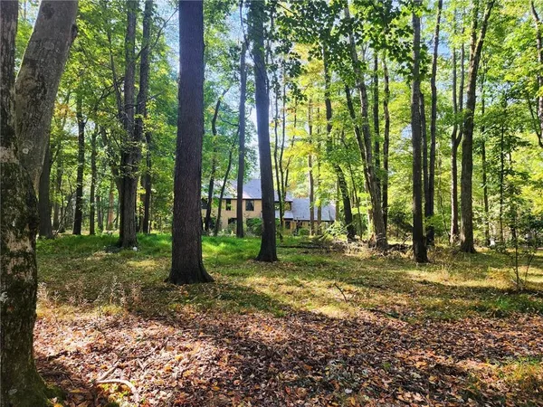 a view of a tree in the forest