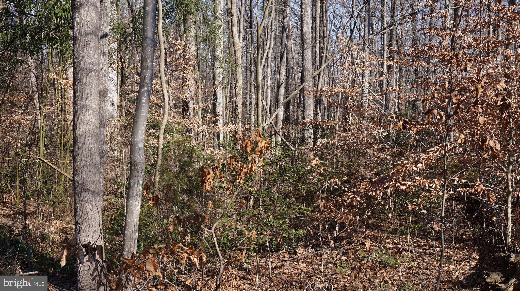 0 MacGregor Ridge Road Stafford, VA 22554 - Photo 3 of 9