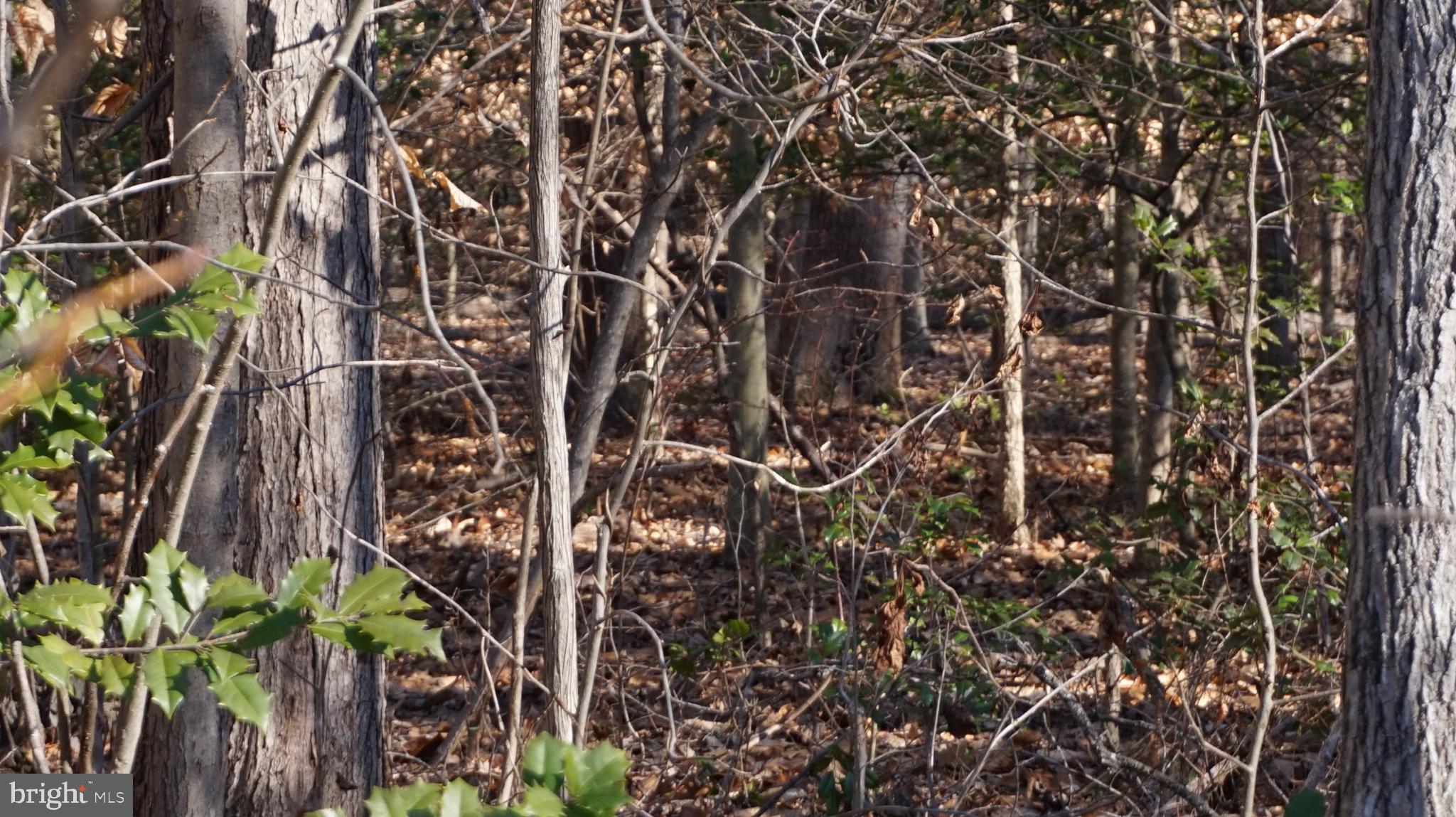 0 MacGregor Ridge Road Stafford, VA 22554 - Photo 4 of 9