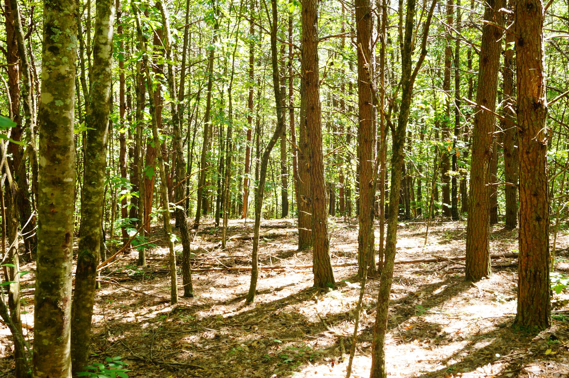 1102 Ridge Rd Spring Crossville, TN 38572 - Photo 20 of 29 Gallery Image 20