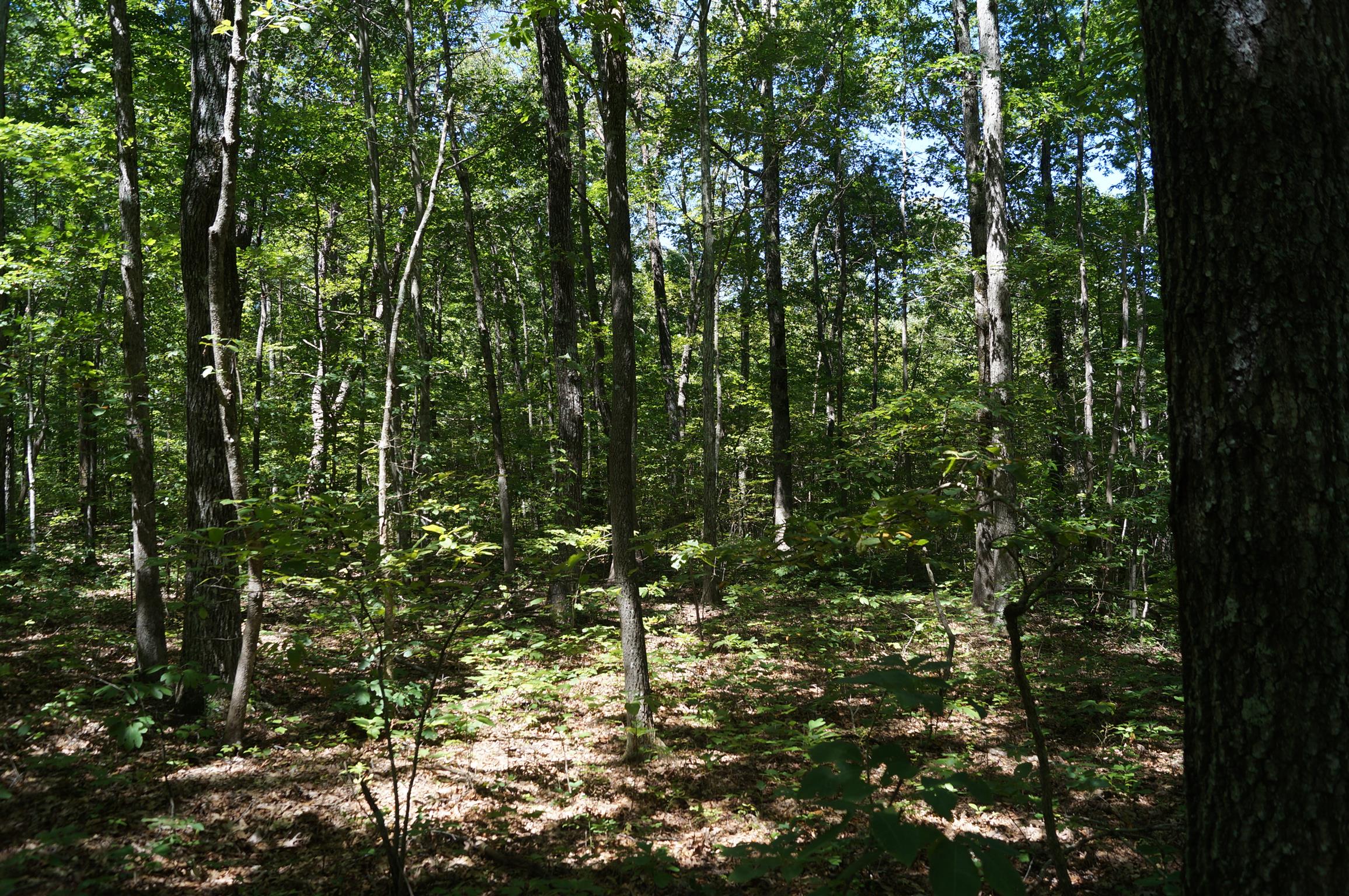 1102 Ridge Rd Spring Crossville, TN 38572 - Photo 3 of 29 Flat building site