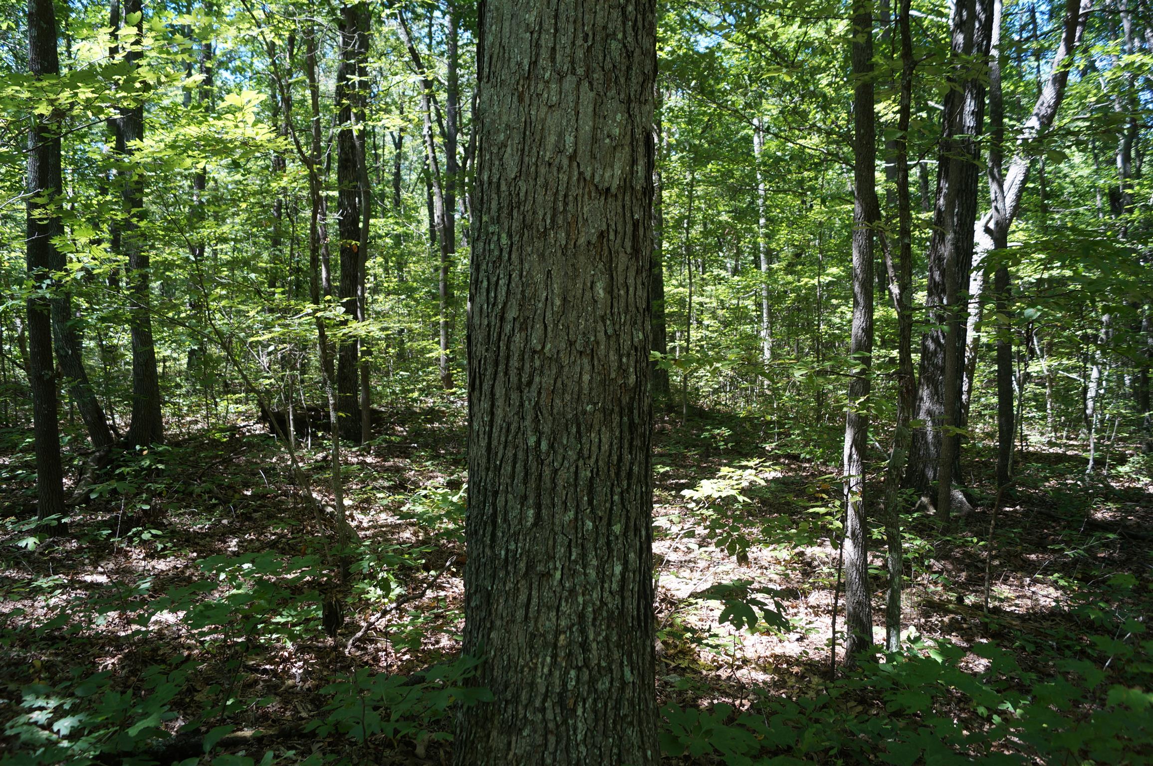 1102 Ridge Rd Spring Crossville, TN 38572 - Photo 4 of 29 Mature timber around building site