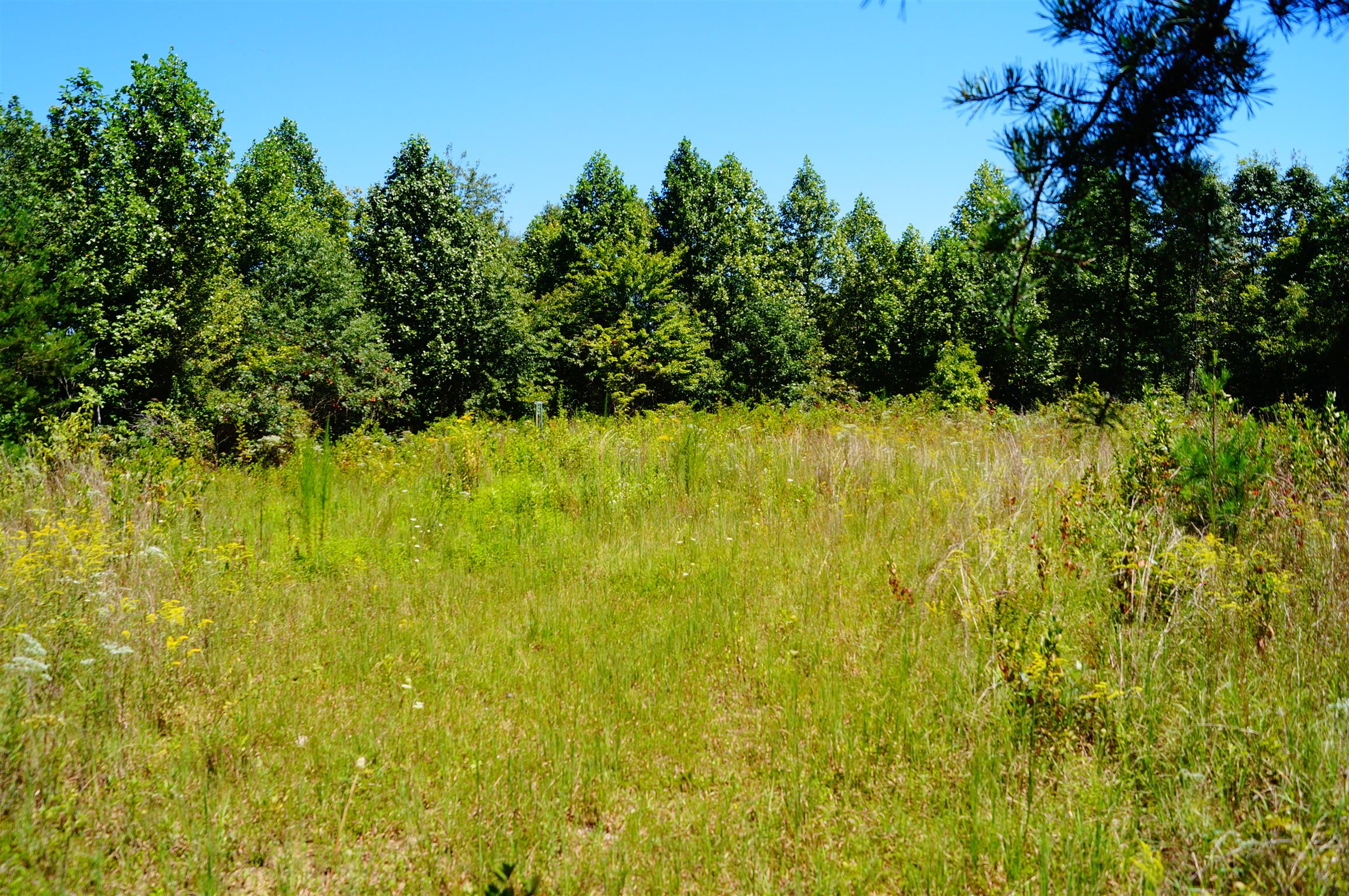 1102 Ridge Rd Spring Crossville, TN 38572 - Photo 5 of 29 Small Field