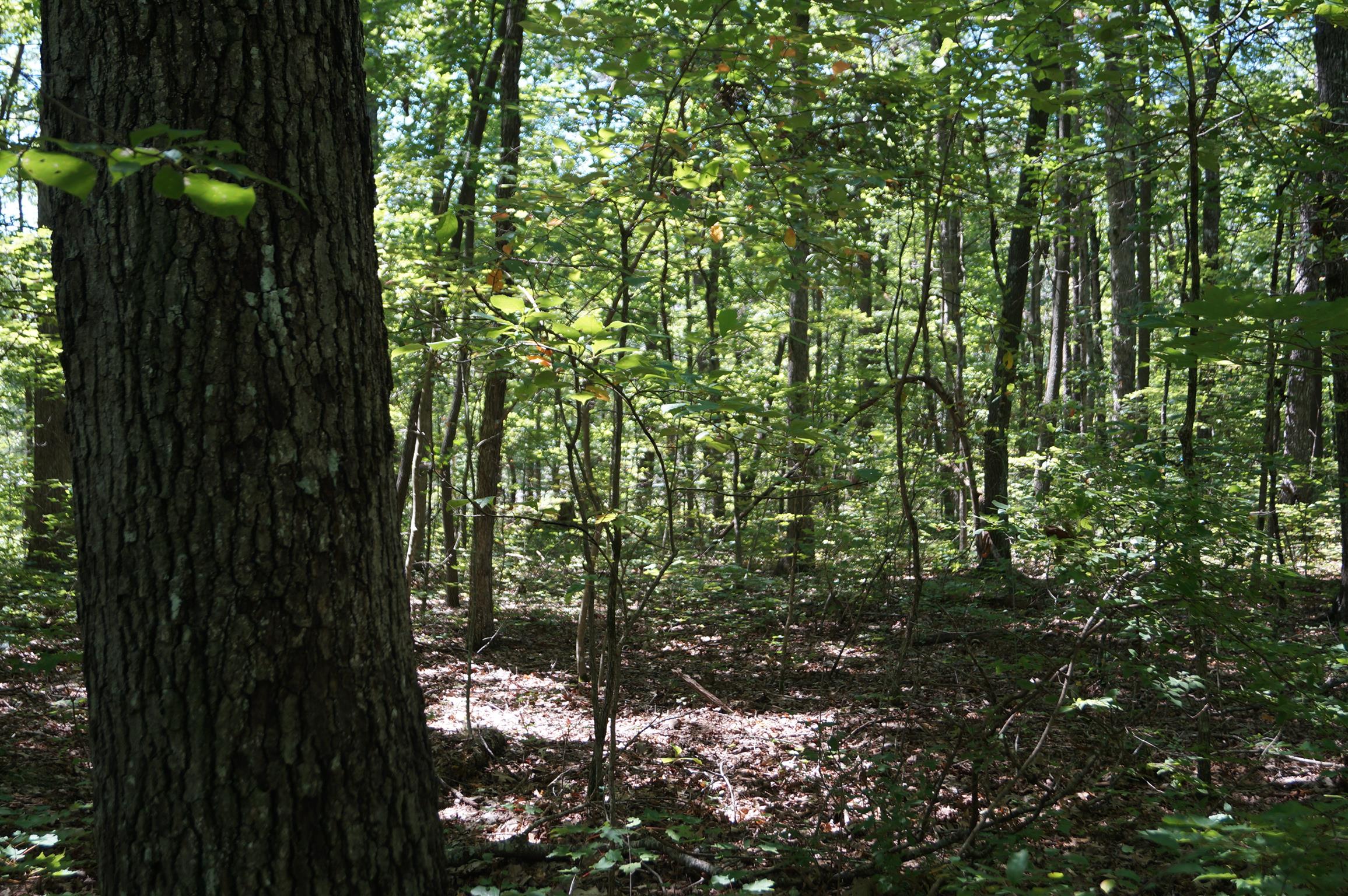 1102 Ridge Rd Spring Crossville, TN 38572 - Photo 10 of 29 Gallery Image 10