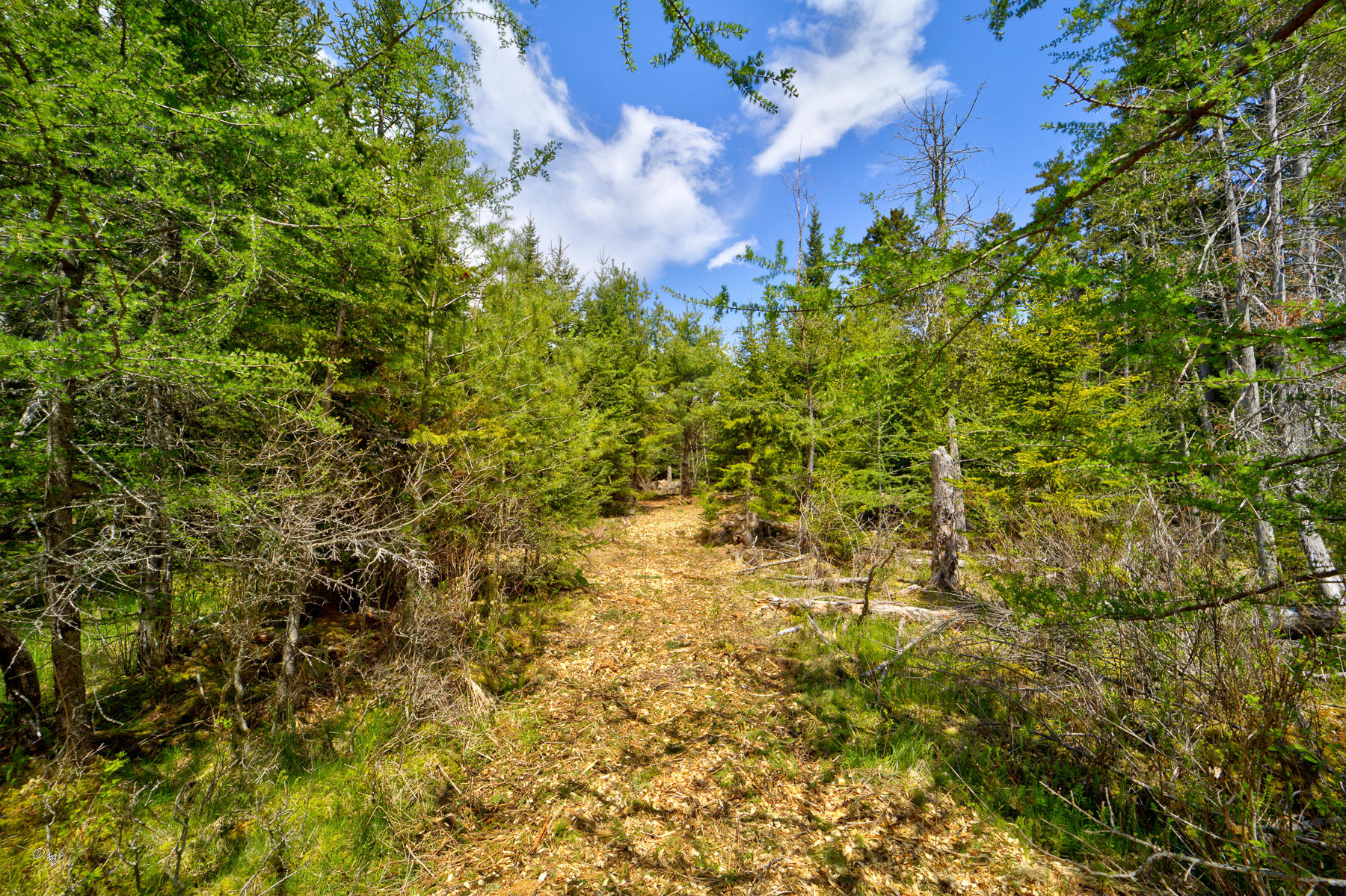 Tbd Castine Road Castine, ME 04421 - Photo 10 of 18 Castino Land 10