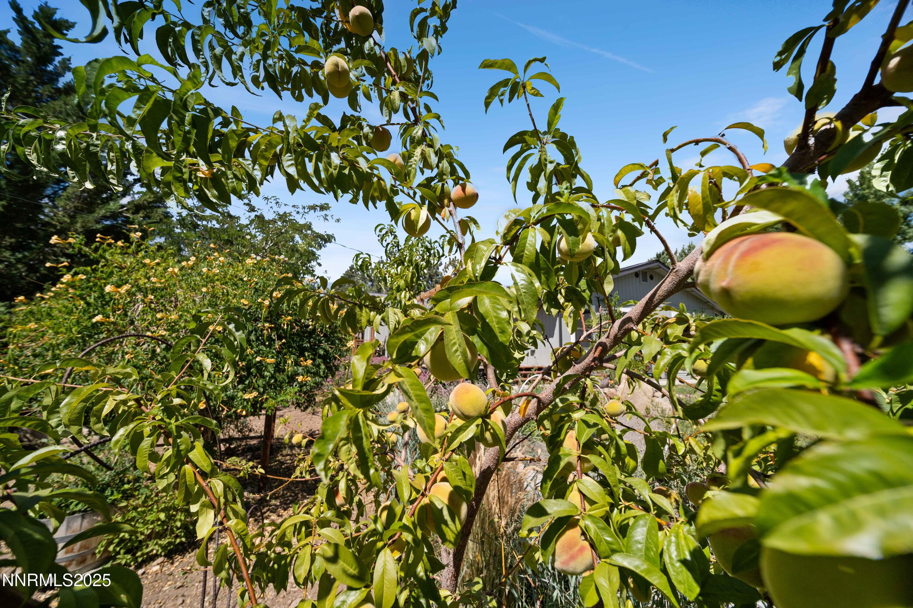 15420 Cherrywood Drive Reno, NV 89511 - Photo 70 of 86 DSC08864