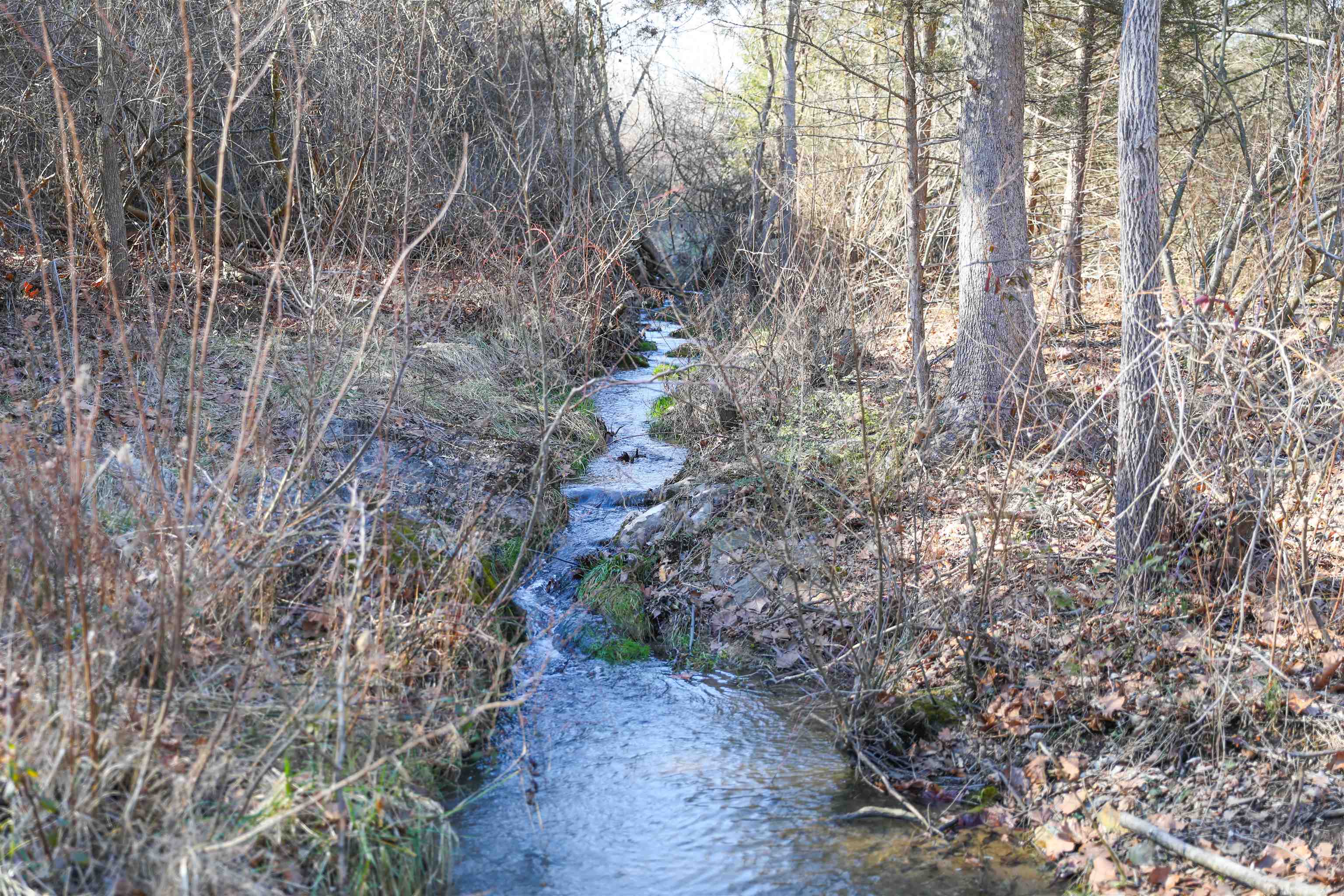 Tbd Fort Defiance Road Fort Defiance, VA 24437 - Photo 2 of 11 a view of a yard with lots of bushes
