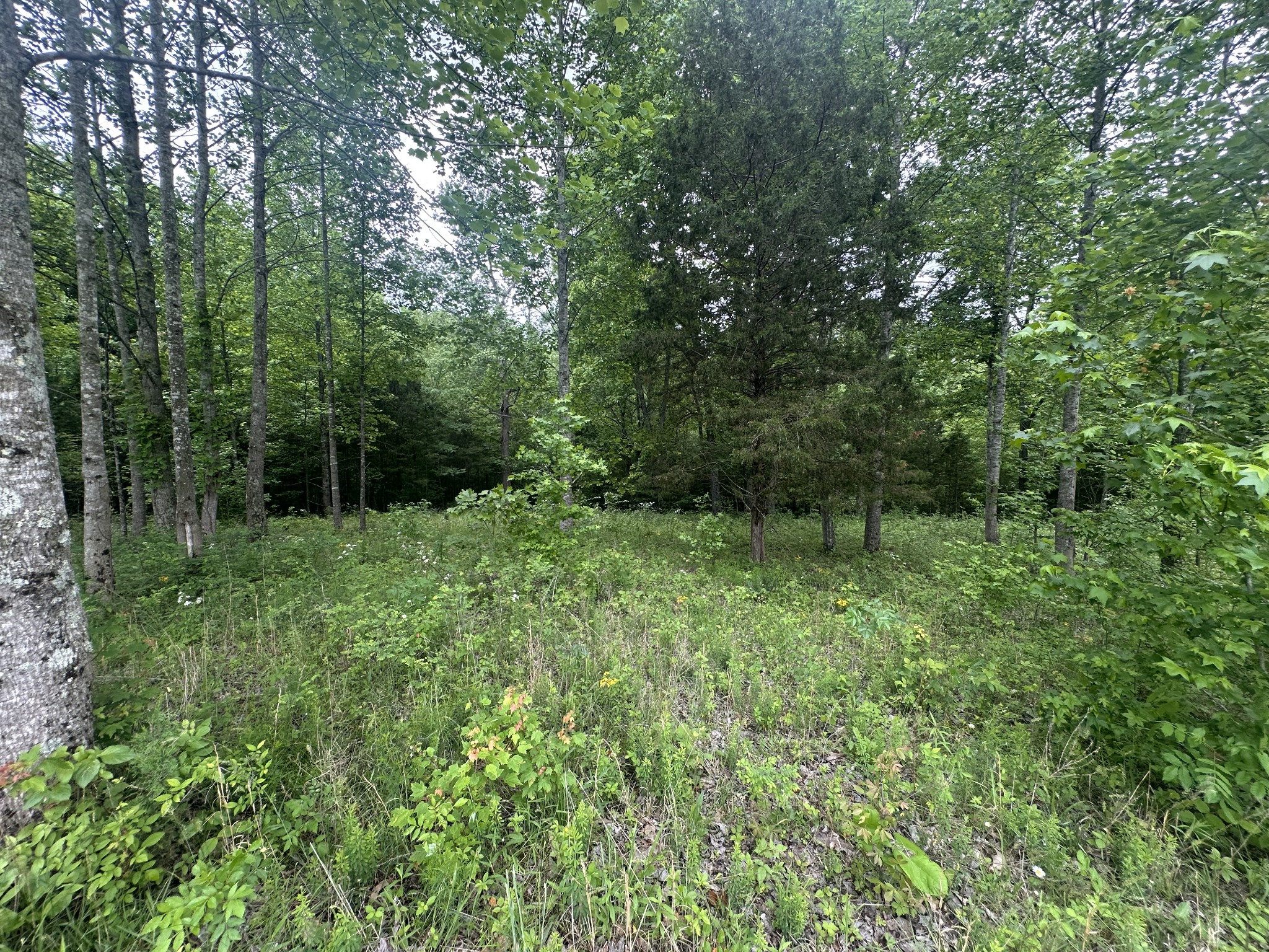1249 C Reese Road Bethpage, TN 37022 - Photo 8 of 13 Gallery Image 8