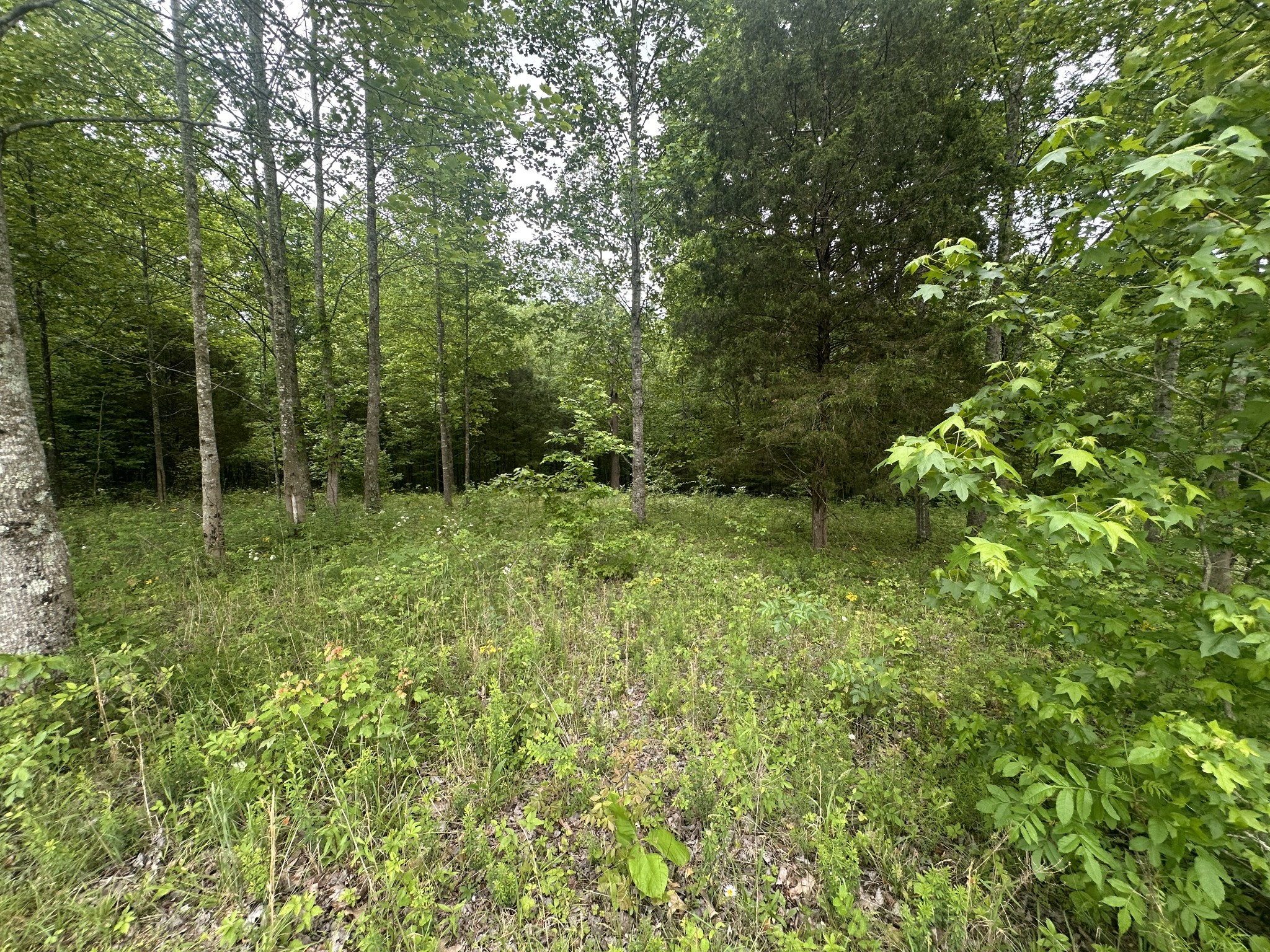 1249 C Reese Road Bethpage, TN 37022 - Photo 10 of 13 Gallery Image 10