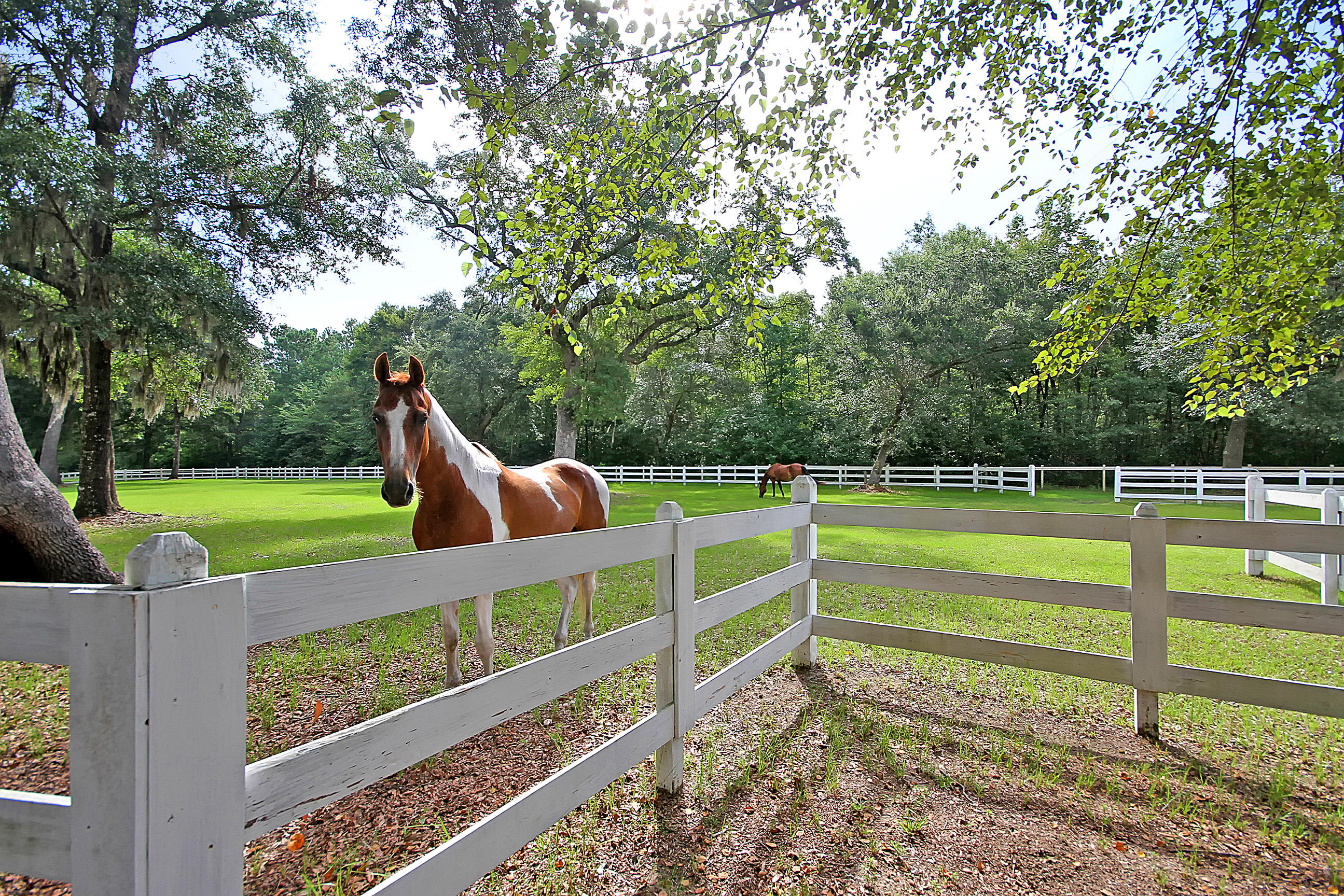 5207 County Line Road Ravenel, SC 29470 - Photo 2 of 43 Horse Pasture