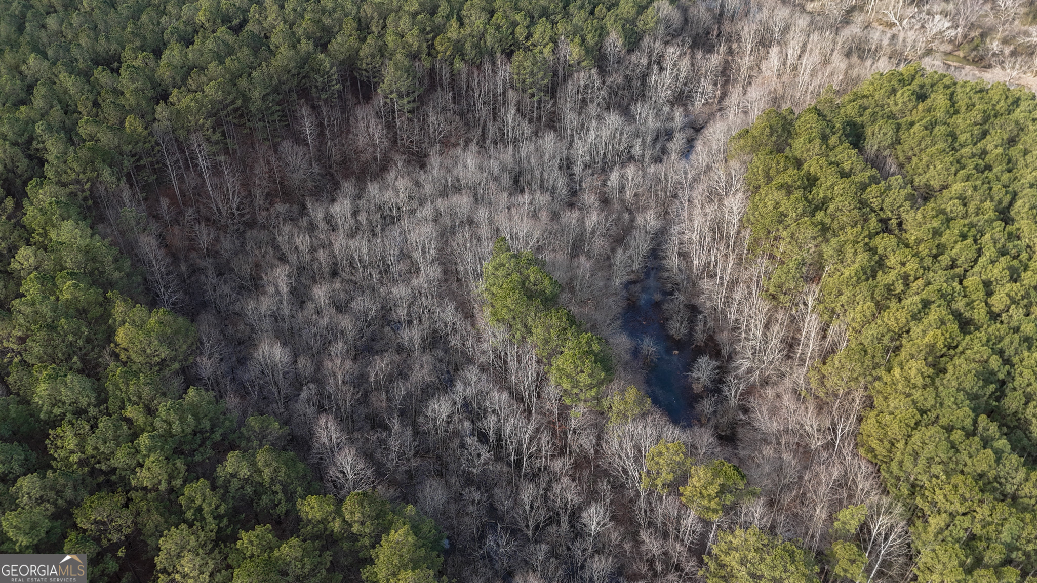 557 Acres On Taliaferro Springs Road Lyerly, GA 30730 - Photo 12 of 15 a view of a forest with a tree