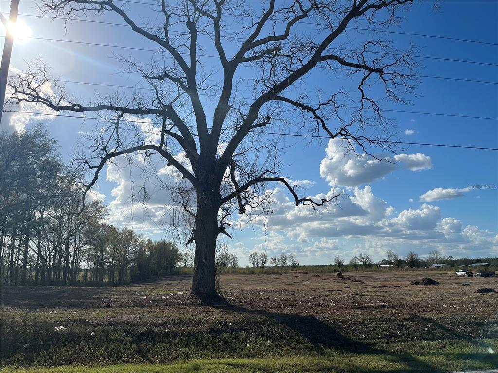 Tbd 185th Road Live Oak, FL 32060 - Photo 12 of 17 a view of a yard with an tree