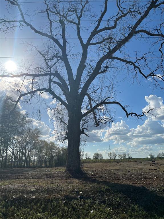 Tbd 185th Road Live Oak, FL 32060 - Photo 14 of 17 a view of a yard with a tree