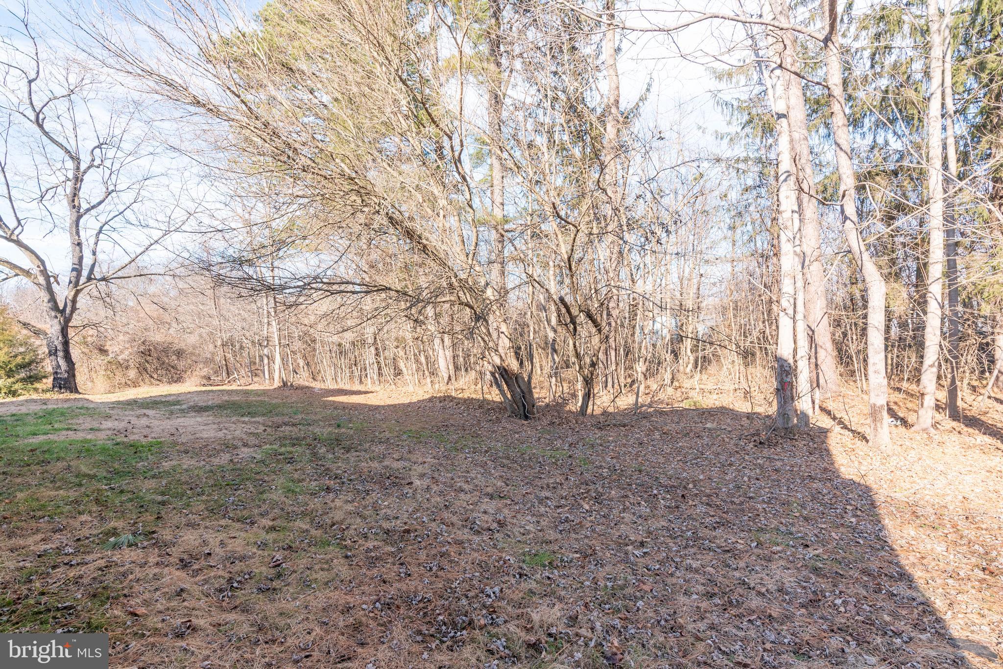 2100 Singerly Road Elkton, MD 21921 - Photo 61 of 67 a view of dirt yard with a large tree
