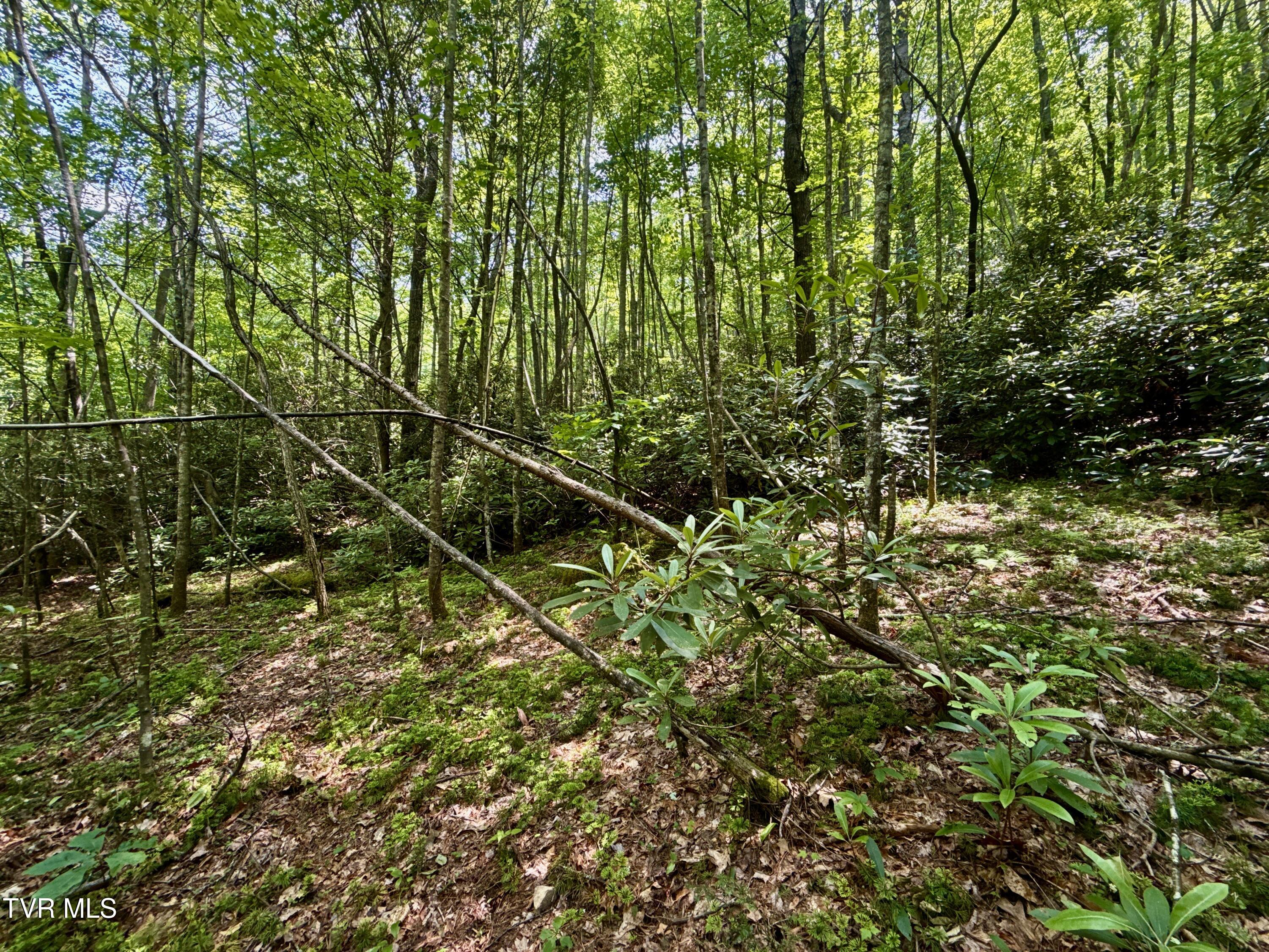 41-ac Roan Creek Road, Unit 2 Butler, TN 37640 - Photo 36 of 44 _Pic36 (31)