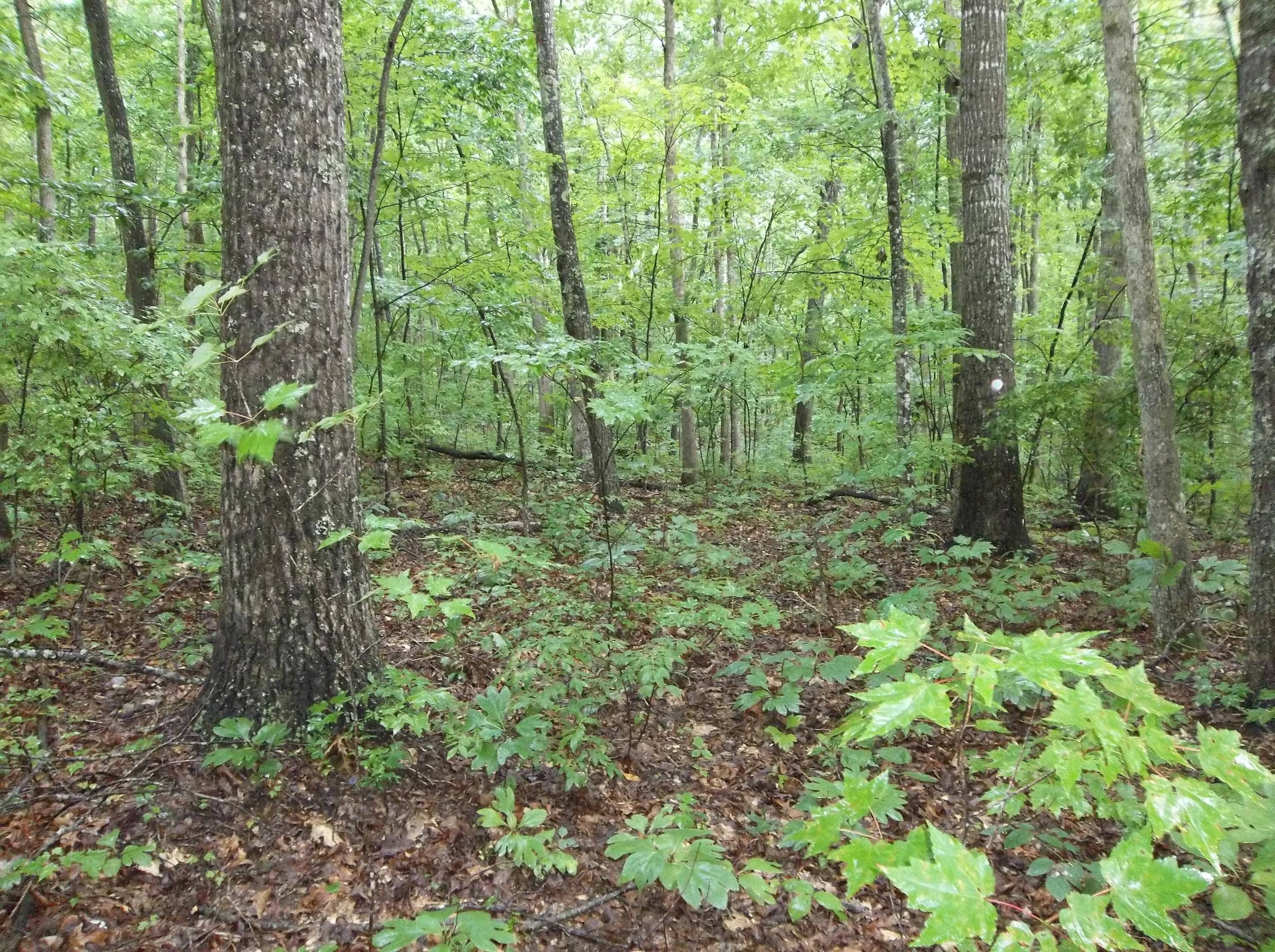 159 Mcneices Ridge Road, Unit 159 Crossville, TN 38572 - Photo 4 of 6 100_3268