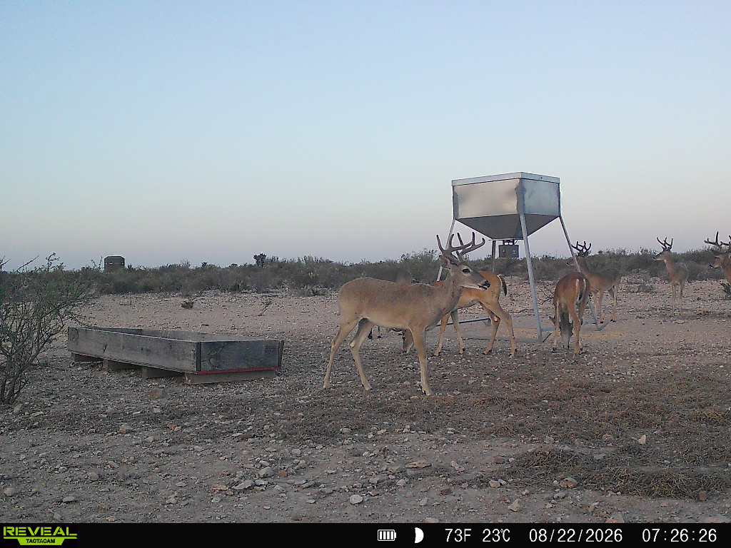 -bendle Rd Bendle Road Dryden, TX 78851 - Photo 29 of 31 Vast open acreage presents an ideal setting for hunting and observing local wildlife.