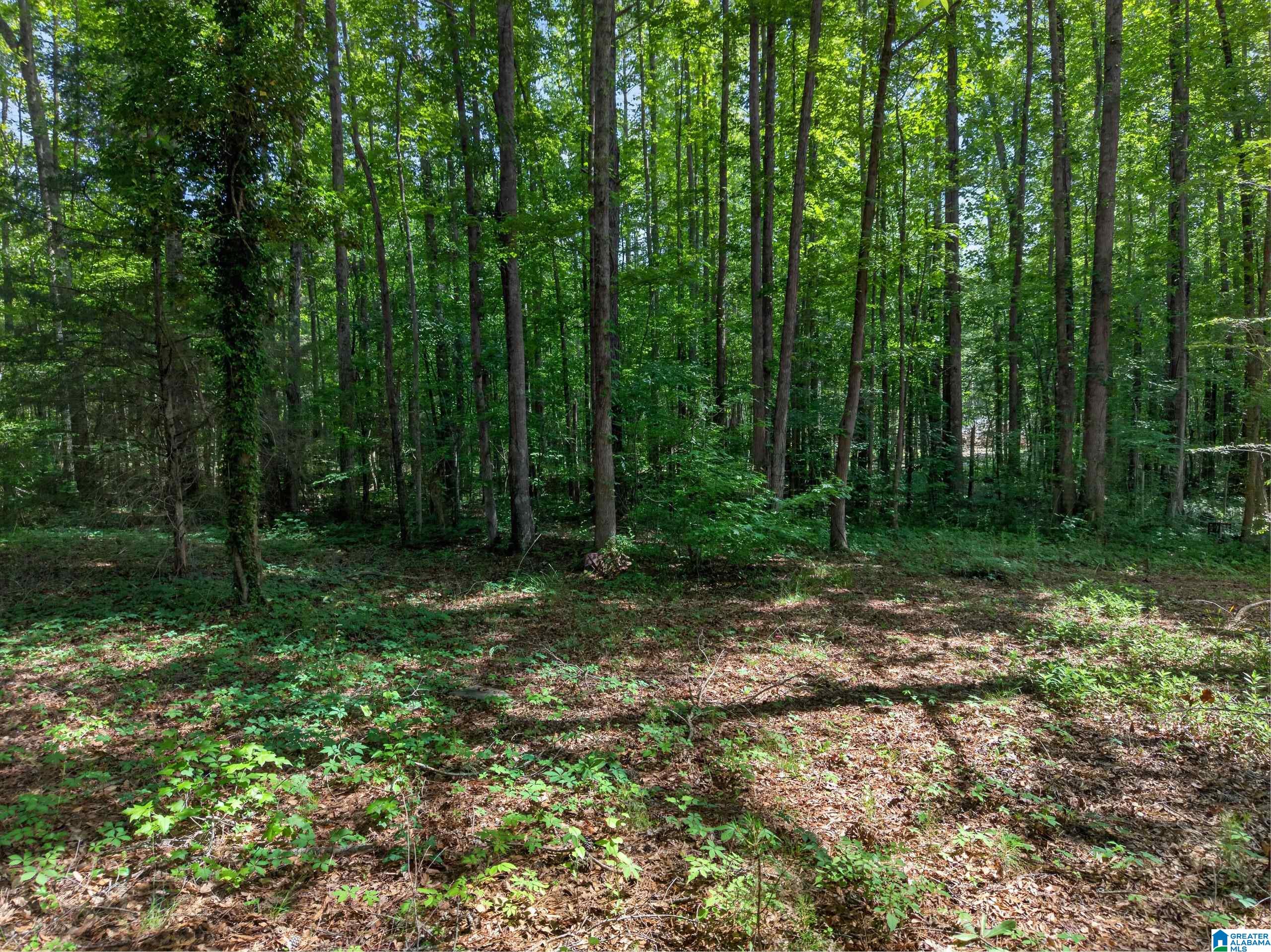 0 Pruitt Road Piedmont, AL 36272 - Photo 13 of 13