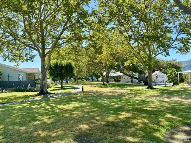 a view of a trees in a yard