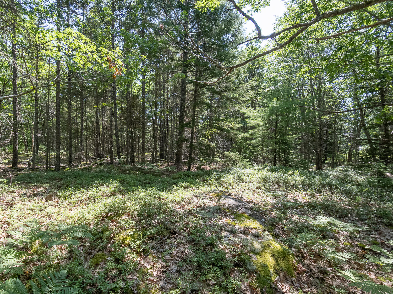 82 Sweet Fern Road Bar Harbor, ME 04609 - Photo 8 of 11 Sweet Fern Land