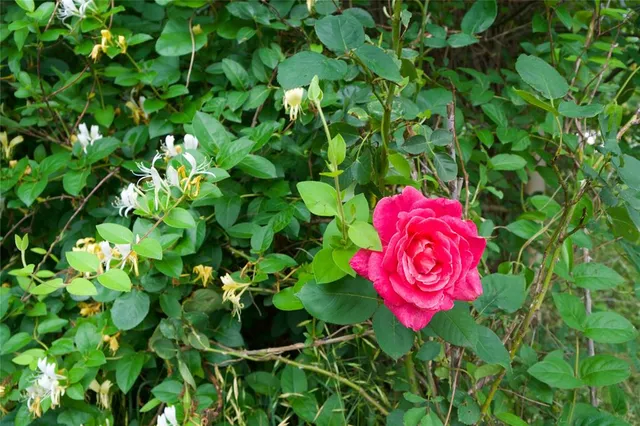 $99,000 | 167 Northridge Drive, Gainesville, TX 76240