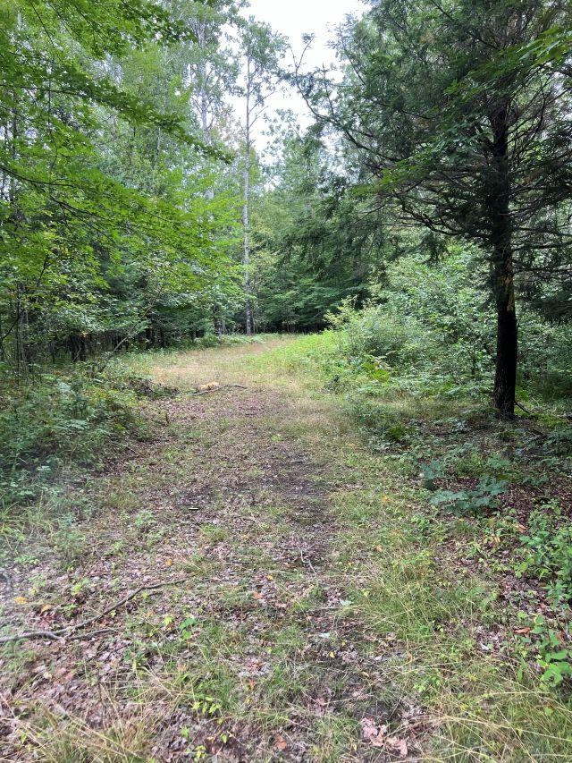 188 West Procunier Road Mikado, MI 48745 - Photo 8 of 20