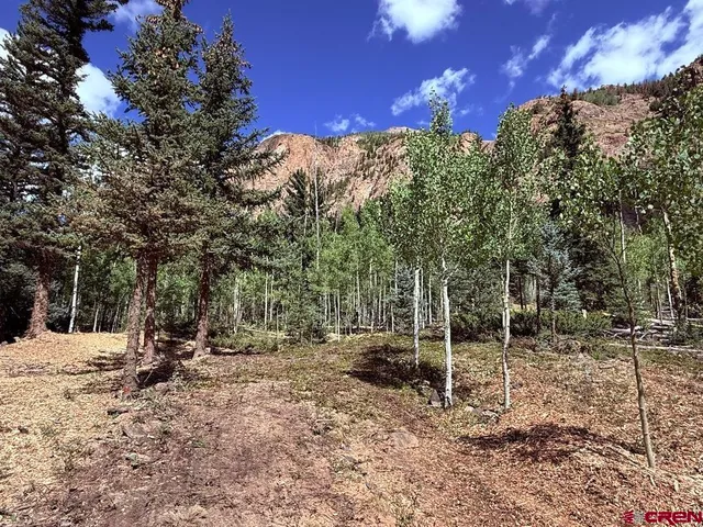 a view of a park with large trees