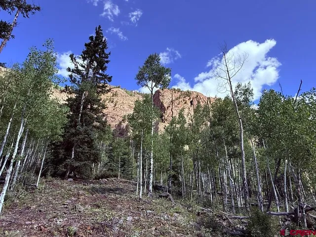 a view of a forest filled with trees