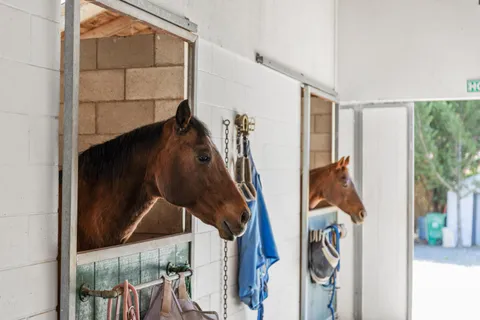 a view of a grassy field with mountains in the background