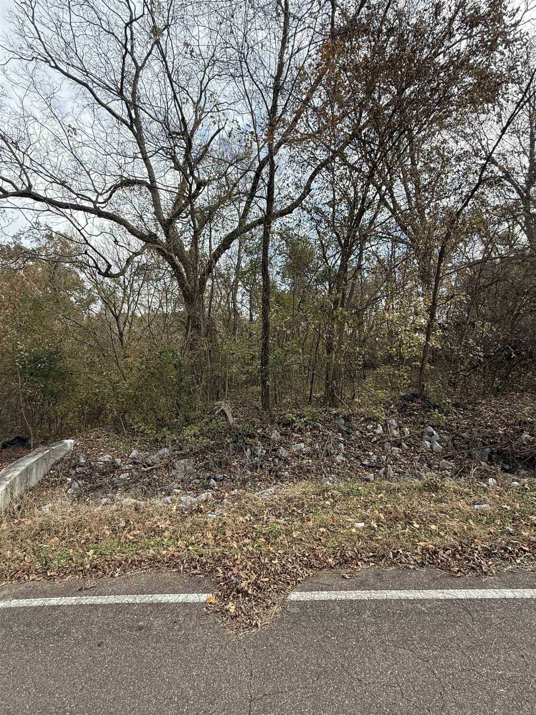 a view of a yard with large trees