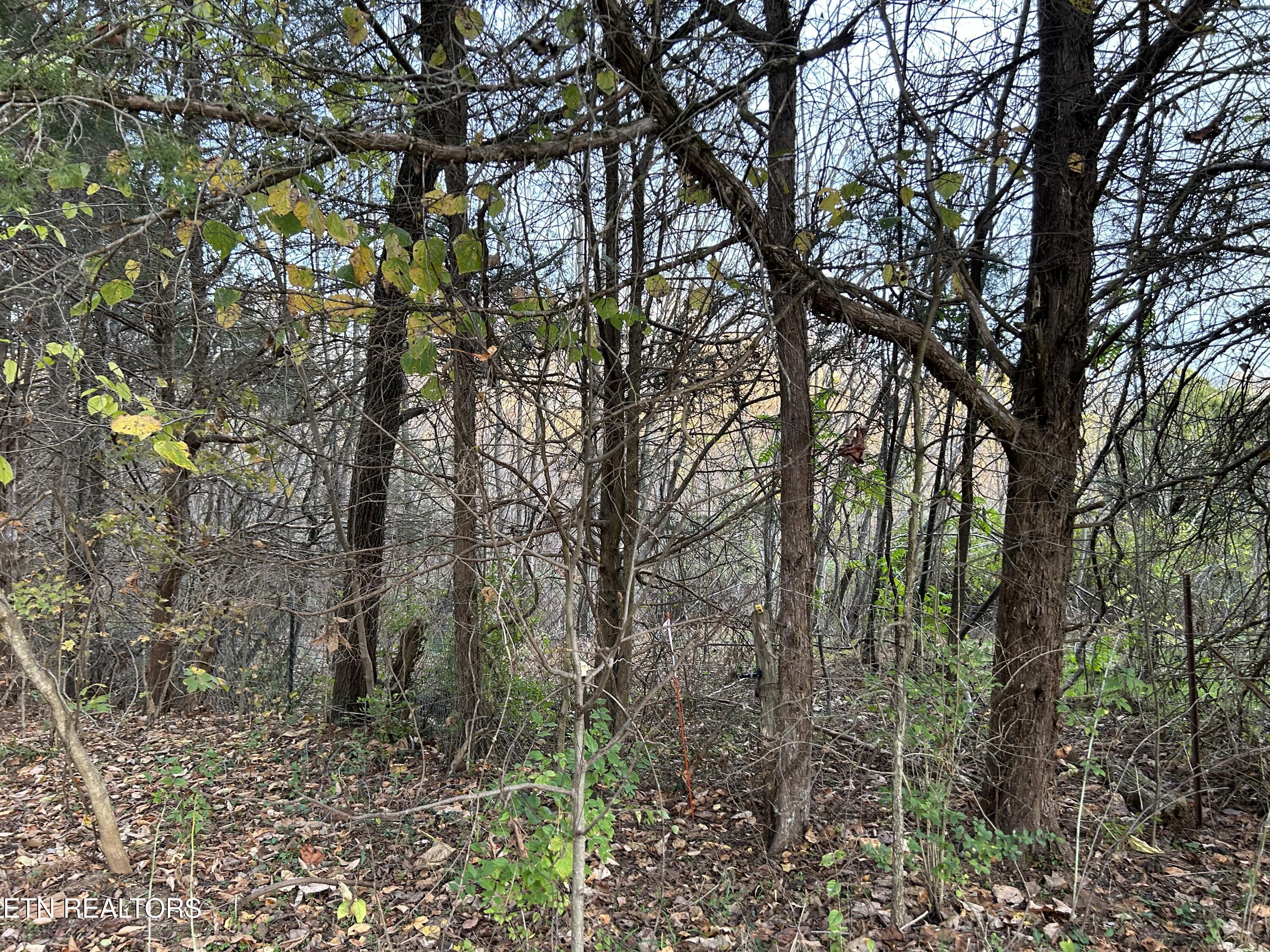 Shady Lane Luttrell, TN 37779 - Photo 3 of 3 IMG_7527
