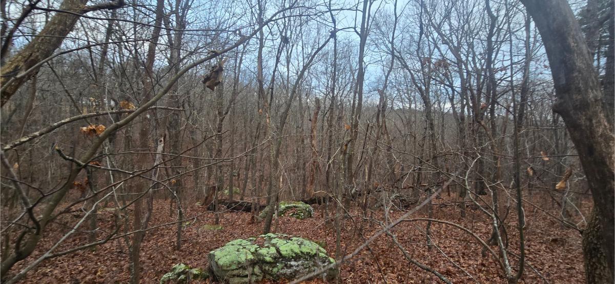 827 Dale Trail Cloudland, GA 30731 - Photo 45 of 47 20251208_165326