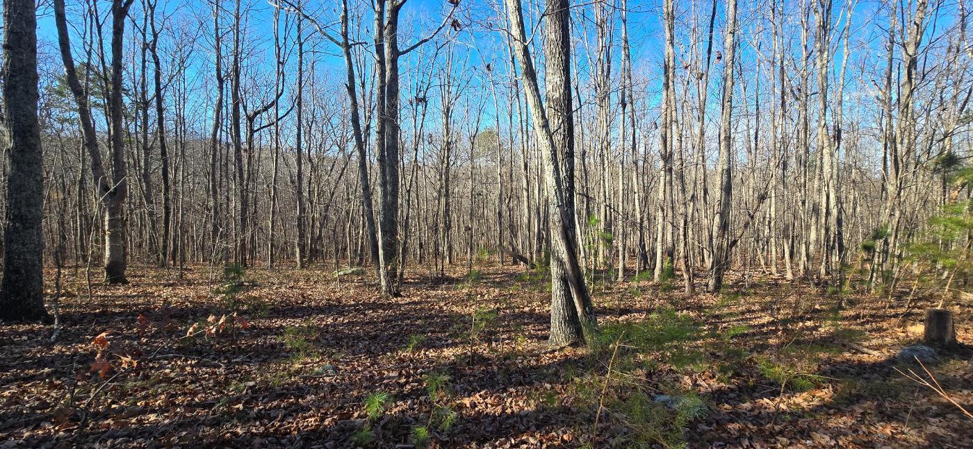 827 Dale Trail Cloudland, GA 30731 - Photo 10 of 47 20251212_131357