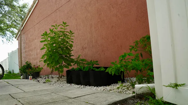 a view of a backyard with plants