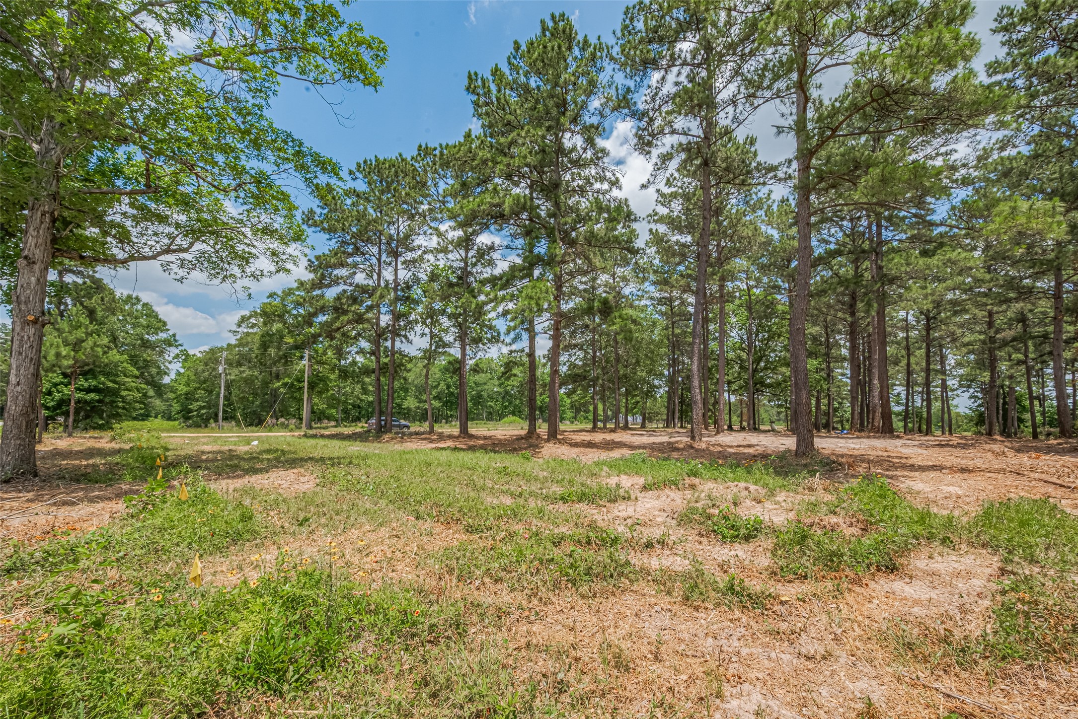 13907 Willis Waukegan Road Conroe, TX 77303 - Photo 11 of 18 a big yard with lots of green space and trees