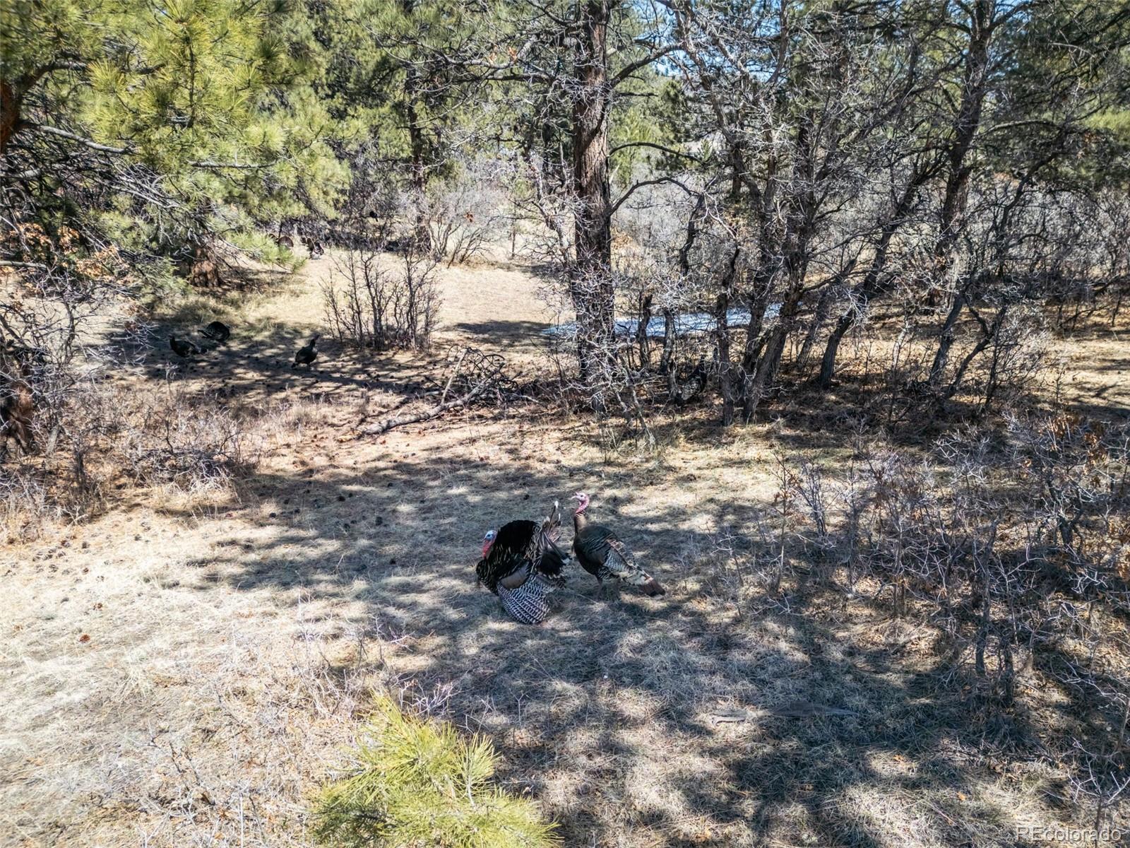 8650 Spruce Mountain Road Larkspur, CO 80118 - Photo 12 of 12 a backyard of a house with lots of green space